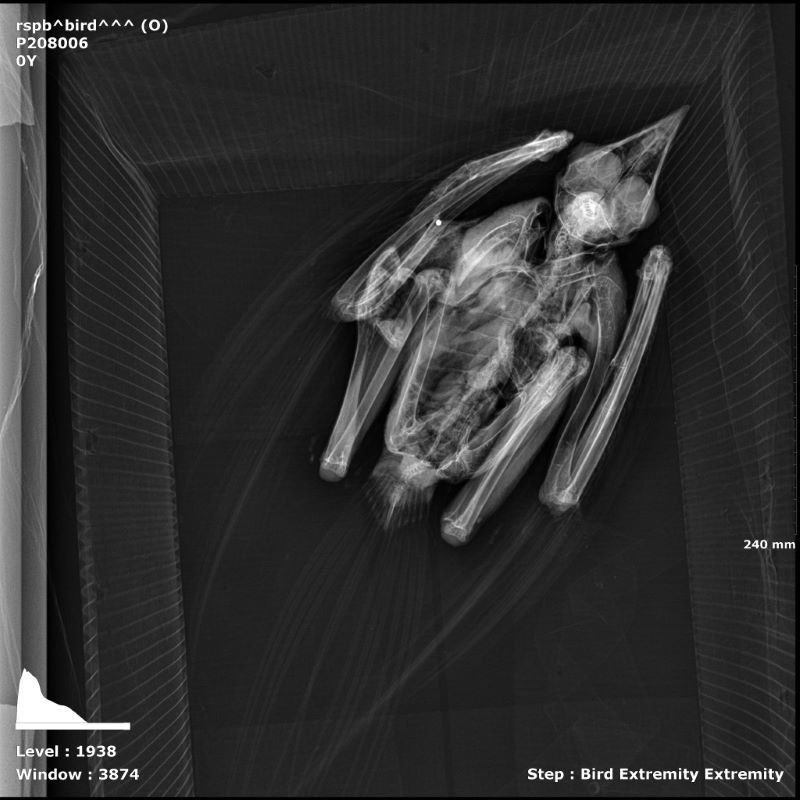 Other image for Protected birds needlessly killed